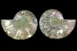 Sliced Ammonite Fossil - Agatized #114871-1